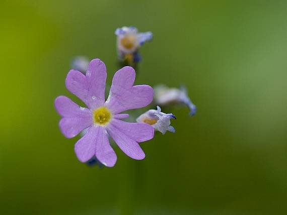 prvosienka pomúčená  Primula farinosa  L.