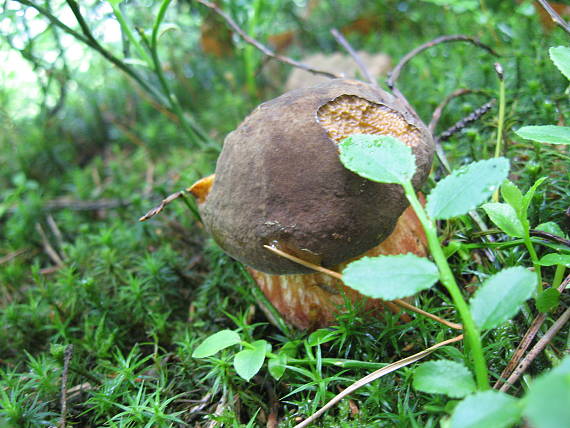 hřib kovář Sutorius luridiformis (Rostk.) G. Wu & Zhu L. Yang