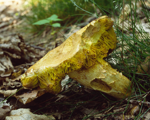 suchohríb plstnatý Xerocomus subtomentosus L.