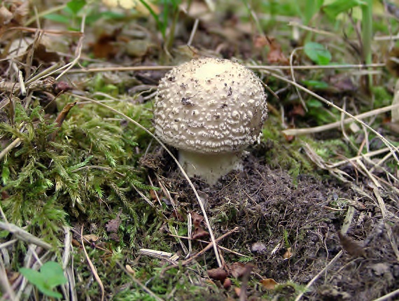 muchotrávka hrubá-Muchomůrka šedivka Amanita excelsa (Fr.) Bertill.