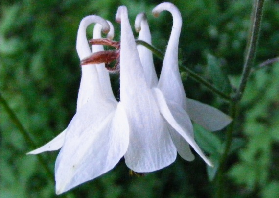 orliček obyčajný Aquilegia vulgaris L.