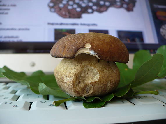 hríb dubový Boletus reticulatus Schaeff.