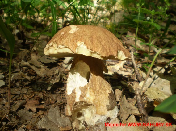 hríb dubový Boletus reticulatus Schaeff.