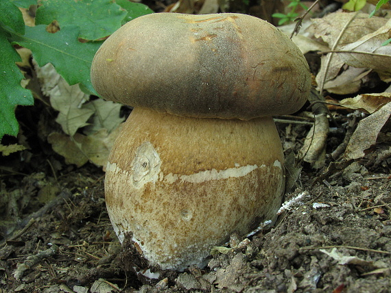 hríb dubový Boletus reticulatus Schaeff.