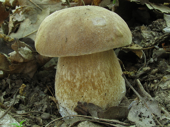 hríb dubový Boletus reticulatus Schaeff.