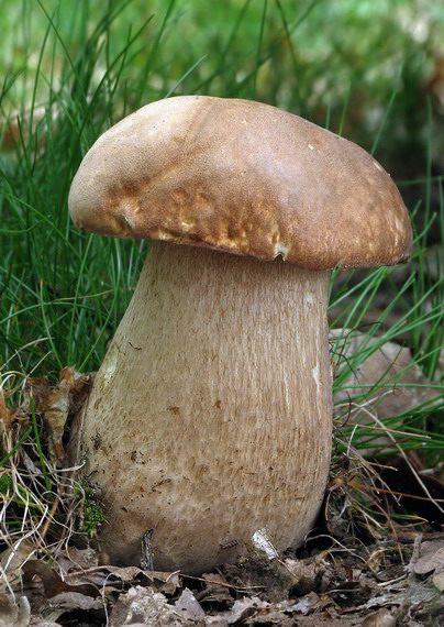 hríb dubový Boletus reticulatus Schaeff.