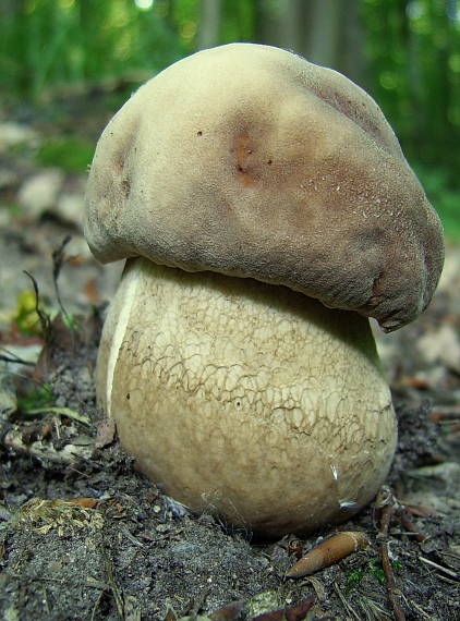 hríb dubový Boletus reticulatus Schaeff.