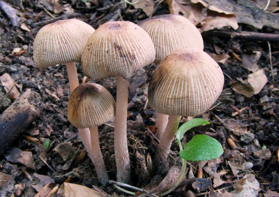 hnojník Coprinellus sp.