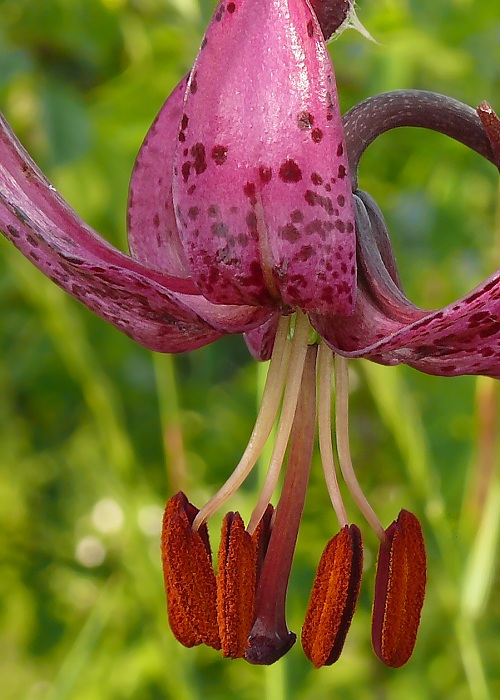 ľalia zlatohlavá Lilium martagon L.