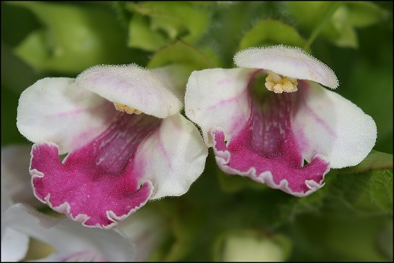 medunka medovkolistá Melittis melissophyllum L.