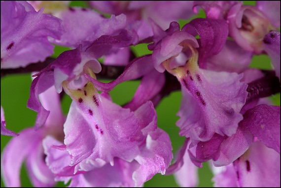 vstavač mužský Orchis mascula L.