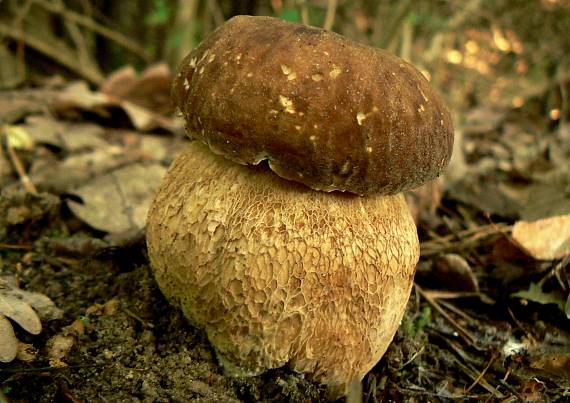 hríb dubový Boletus reticulatus Schaeff.