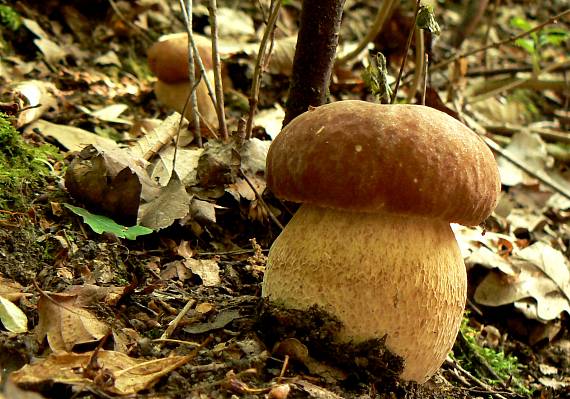 hríb dubový Boletus reticulatus Schaeff.