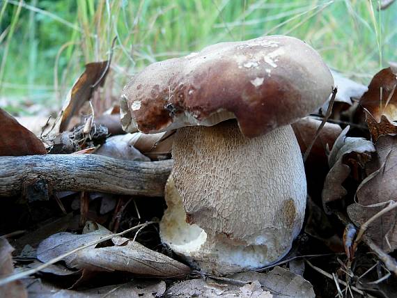 hríb dubový Boletus reticulatus Schaeff.