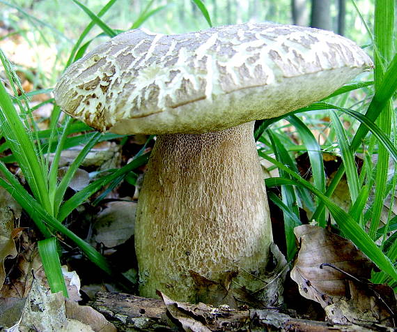 hríb dubový Boletus reticulatus Schaeff.