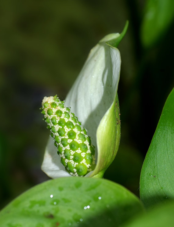 diablik močiarny - ďáblík bahenní Calla palustris L.