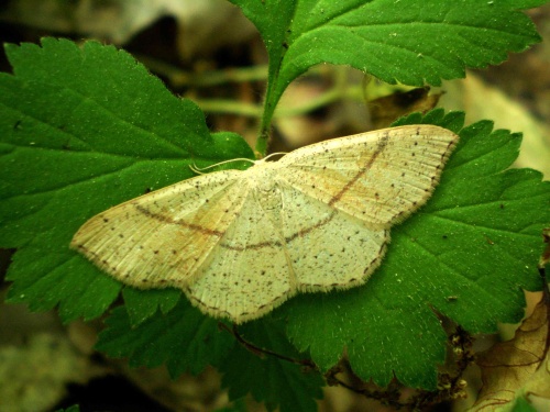 piadica dubová Cyclophora punctaria Linnaeus, 1758