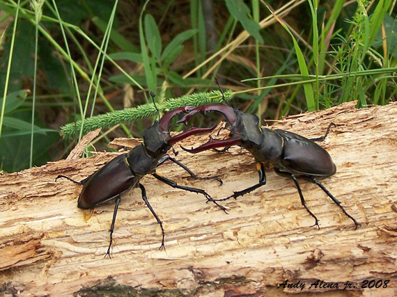 roháč veľký Lucanus cervus