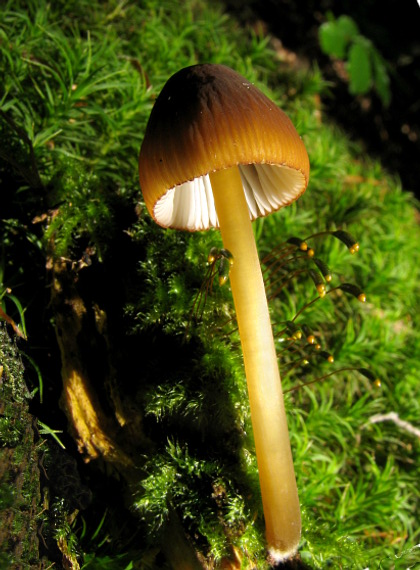 prilbička Mycena sp.