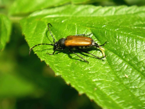 fuzáč Paracorymbia maculicornis