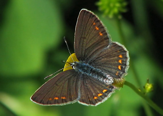 modráčik čiernoobrúbený Plebejus argus