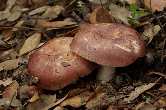 plávka Russula sp.