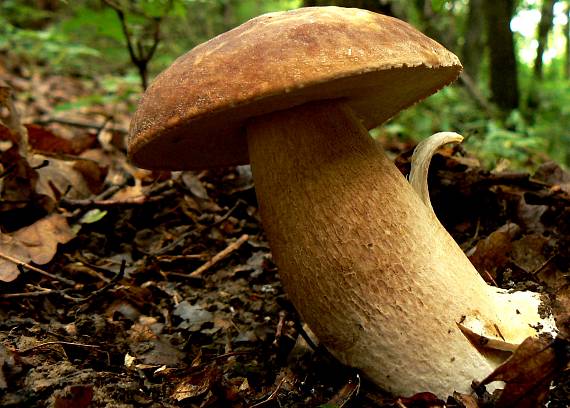 hríb dubový Boletus reticulatus Schaeff.