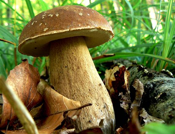 hríb dubový Boletus reticulatus Schaeff.