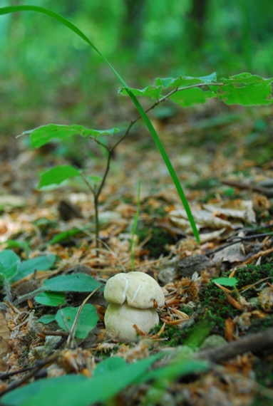 hríb dubový Boletus reticulatus Schaeff.