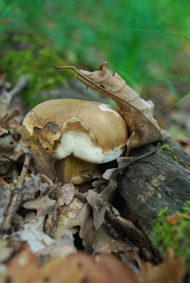 hríb dubový Boletus reticulatus Schaeff.