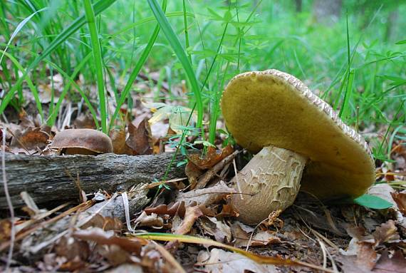 hríby dubové Boletus reticulatus Schaeff.