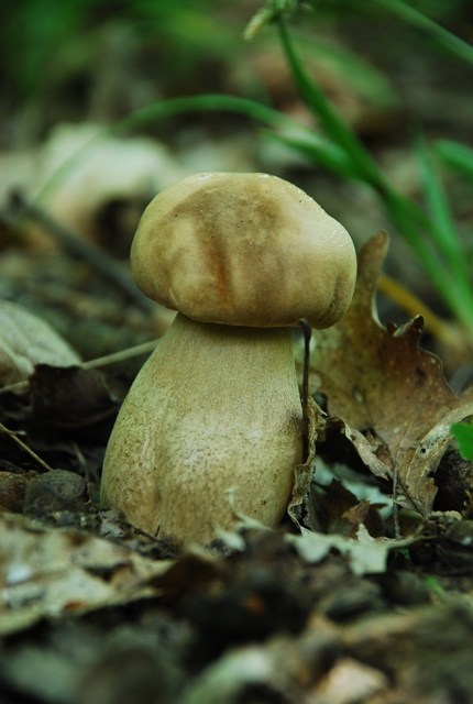 hríb Dubový Boletus reticulatus Schaeff.