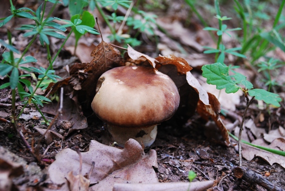 hríb dubový Boletus reticulatus Schaeff.