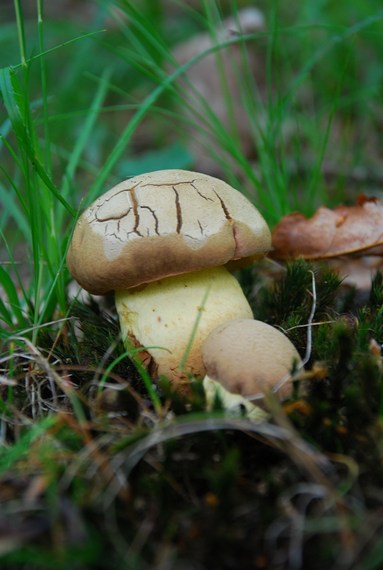 hríb príveskatý  Butyriboletus appendiculatus (Schaeff. ex Fr.) Secr.