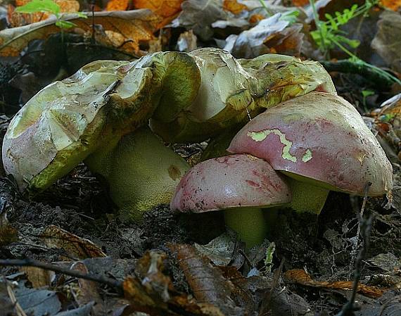 hríb kráľovský Butyriboletus regius (Krombh.) D. Arora & J.L. Frank