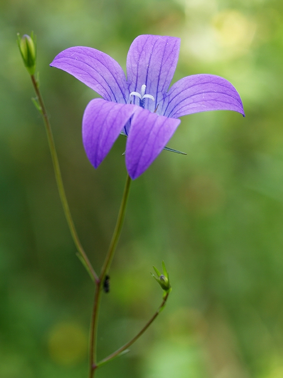 zvonček konáristý Campanula patula L.