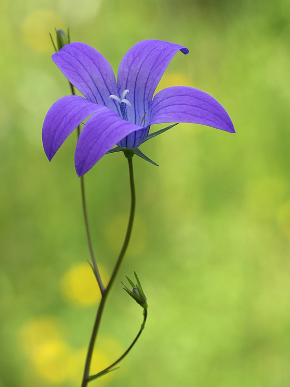 zvonček konáristý Campanula patula L.