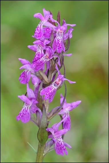 vstavačovec Dactylorhiza sp.