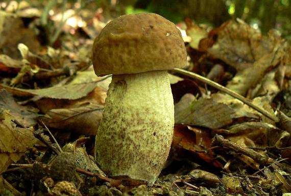 kozák hrabový Leccinum pseudoscabrum (Kallenb.) Šutara