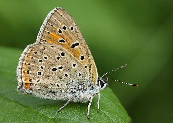 ohniváčik štiavový Lycaena hippothoe