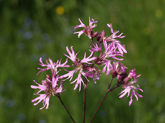 kukučka lúčna Lychnis flos-cuculi L.