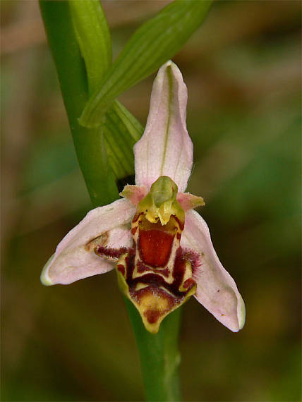 hmyzovník Ophrys apifera Huds.