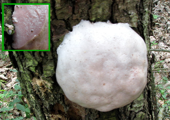 sieťnatka obyčajná Reticularia lycoperdon Bull.