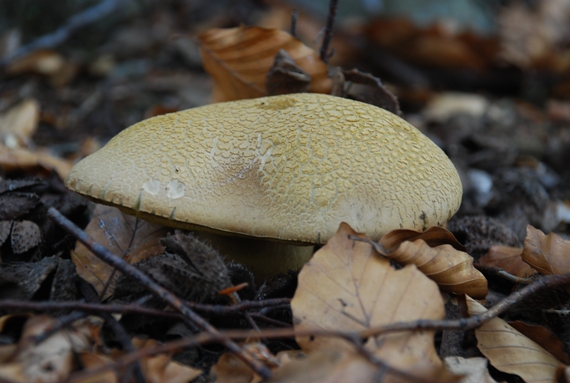 hríb zrnitohlúbikový Sutorius luridiformis (Rostk.) G. Wu & Zhu L. Yang