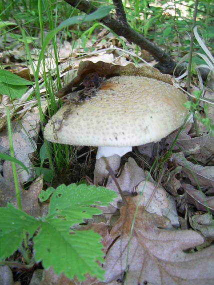 muchotrávka červenkastá Amanita rubescens Pers.