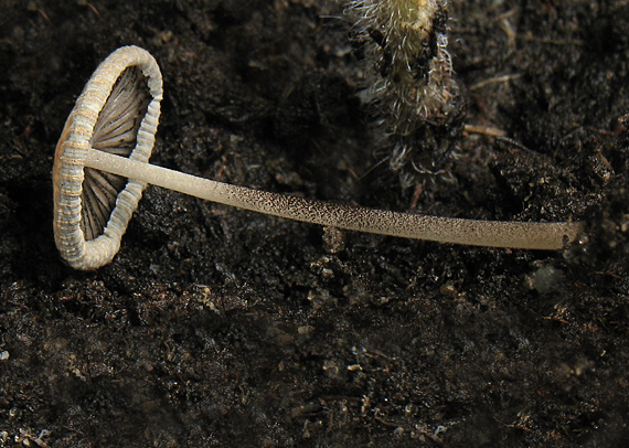 hnojník Coprinellus sp.