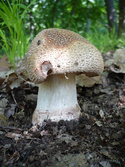 muchotrávka červenkastá  Amanita rubescens Pers.