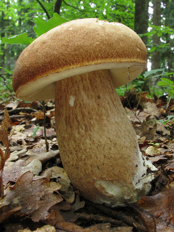 hríb dubový Boletus reticulatus Schaeff.