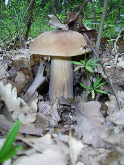 hríb dubový Boletus reticulatus Schaeff.