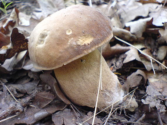 hríb dubový Boletus reticulatus Schaeff.